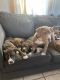 Argentine Dogo Puppies for sale in Lansing, MI, USA. price: NA