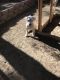 Argentine Dogo Puppies for sale in Henderson, NV, USA. price: NA