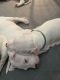 Argentine Dogo Puppies for sale in Riverside, CA, USA. price: NA