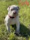 Argentine Dogo Puppies for sale in Lufkin, TX, USA. price: NA