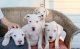 Argentine Dogo Puppies for sale in Walterboro, SC 29488, USA. price: NA
