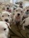 Argentine Dogo Puppies for sale in Las Vegas, NV, USA. price: $2,000