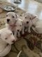 Argentine Dogo Puppies