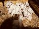Argentine Dogo Puppies for sale in Blue Jay Dr, Oregon 97623, USA. price: NA