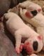 Argentine Dogo Puppies for sale in Littleton, CO, USA. price: NA