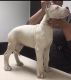Argentine Dogo Puppies for sale in Atlanta, GA, USA. price: $1,200