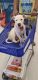 Argentine Dogo Puppies for sale in Phoenix, AZ, USA. price: NA