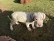 Argentine Dogo Puppies for sale in Columbia, SC 29212, USA. price: NA
