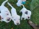 Argentine Dogo Puppies for sale in Gobles, MI 49055, USA. price: $600