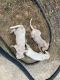 Argentine Dogo Puppies for sale in Mico, TX 78056, USA. price: $3,000