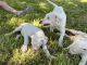 Argentine Dogo Puppies for sale in Temple, TX, USA. price: $1,000