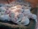 Argentine Dogo Puppies for sale in San Diego, CA, USA. price: $8,501,000