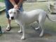 Argentine Dogo Puppies for sale in Fairfax, VA, USA. price: $1,500