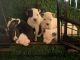 Argentine Dogo Puppies for sale in Victorville, CA, USA. price: $350