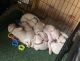 Argentine Dogo Puppies for sale in Long Beach, CA, USA. price: $1,500
