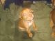 Argentine Dogo Puppies for sale in Lehigh Acres, FL, USA. price: $100