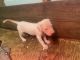Argentine Dogo Puppies for sale in Miami, FL, USA. price: $5,001,500