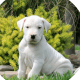 Argentine Dogo Puppies for sale in Lancaster, Pennsylvania. price: $1,500
