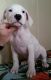 Argentine Dogo Puppies for sale in Richmond, VA, USA. price: $2,800
