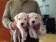 Argentine Dogo Puppies for sale in Blair, SC 29015, USA. price: NA