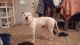 Argentine Dogo Puppies for sale in Clare, MI 48617, USA. price: NA