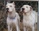 Argentine Dogo Puppies for sale in Roanoke, VA, USA. price: $2,500