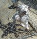 Argentine Dogo Puppies for sale in Roanoke, VA, USA. price: $2,800