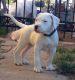 Argentine Dogo Puppies for sale in Los Angeles, CA, USA. price: NA
