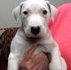 Argentine Dogo Puppies for sale in Los Angeles, CA, USA. price: NA