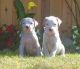 Argentine Dogo Puppies for sale in Martensdale, IA, USA. price: NA