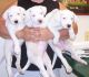 Argentine Dogo Puppies for sale in Louisville, KY, USA. price: $600
