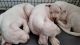 Argentine Dogo Puppies for sale in Greenwood, DE 19950, USA. price: NA