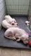 Argentine Dogo Puppies for sale in Greenwood, DE 19950, USA. price: $200