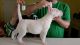 Argentine Dogo Puppies for sale in Greenwood, DE 19950, USA. price: NA