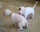 Argentine Dogo Puppies for sale in Charlotte, NC, USA. price: NA