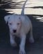 Argentine Dogo Puppies for sale in Seattle, WA 98103, USA. price: NA