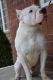 Argentine Dogo Puppies for sale in Hamilton, OH, USA. price: NA