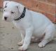 Argentine Dogo Puppies for sale in Austin St, Corpus Christi, TX, USA. price: NA