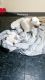 Argentine Dogo Puppies for sale in Cleveland, TN, USA. price: NA