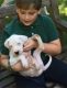 Argentine Dogo Puppies for sale in Tecate, CA 91987, USA. price: NA