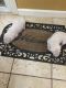 Argentine Dogo Puppies for sale in Arlington, TX, USA. price: NA