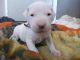 Argentine Dogo Puppies for sale in Clifton, NJ, USA. price: $1,500