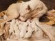 Argentine Dogo Puppies for sale in Madera, CA, USA. price: NA