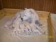 Argentine Dogo Puppies for sale in Erie, PA, USA. price: NA