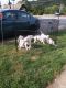 Argentine Dogo Puppies for sale in Oil City, PA 16301, USA. price: NA