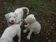 Argentine Dogo Puppies for sale in Newport, RI, USA. price: $2,000