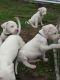 Argentine Dogo Puppies for sale in Springfield, IL, USA. price: NA