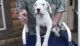 Argentine Dogo Puppies for sale in Calhoun Rd, Houston, TX, USA. price: NA