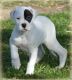 Argentine Dogo Puppies for sale in Austin, TX, USA. price: NA