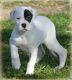 Argentine Dogo Puppies for sale in Birmingham, AL, USA. price: NA